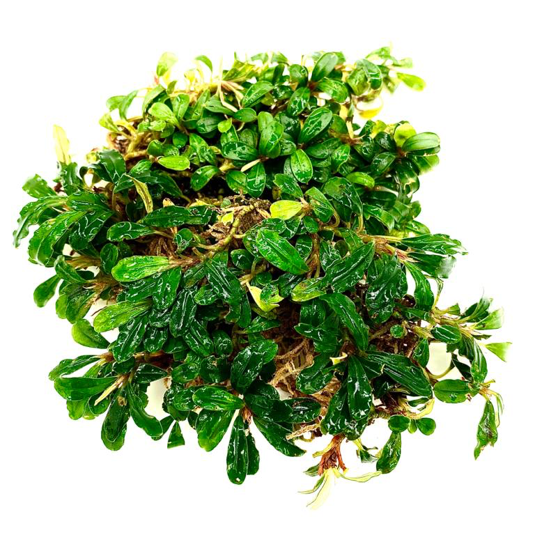 Bucephalandra mini melawi 10X10 CM PORSİYON