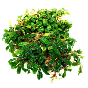 Bucephalandra mini melawi 10X10 CM PORSİYON