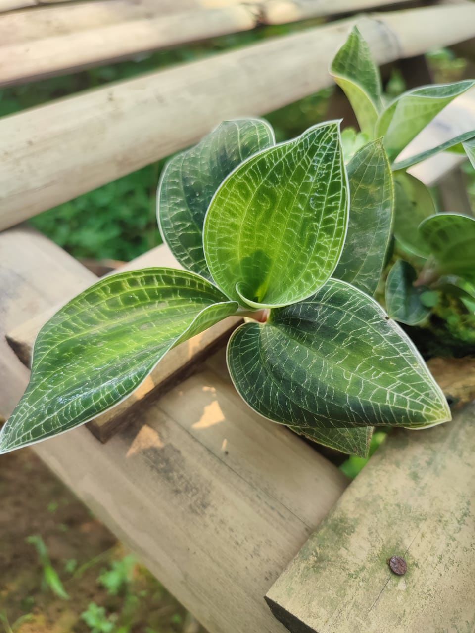 Jewel Orchid (Macodes javanica) ADET ÖN SİPARİŞ