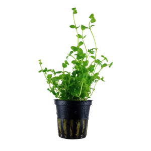 Tropica - Bacopa australis SAKSI