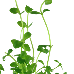 Tropica - Bacopa australis SAKSI