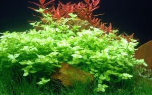 Tropica - Bacopa australis SAKSI