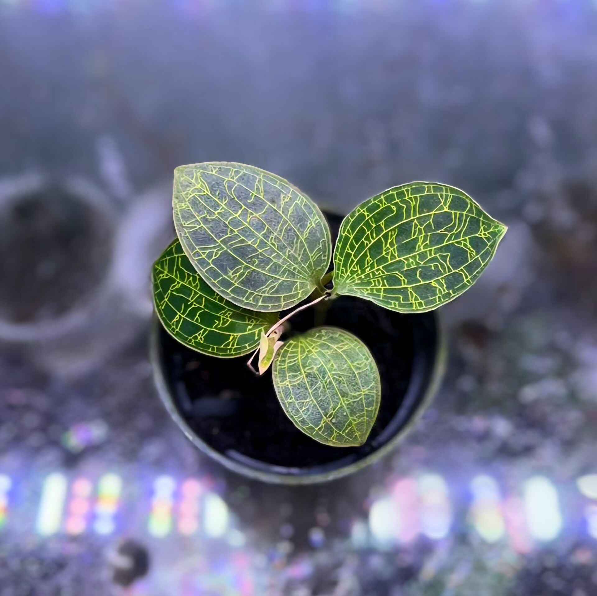 Jewel Orchid (Macodes petola)