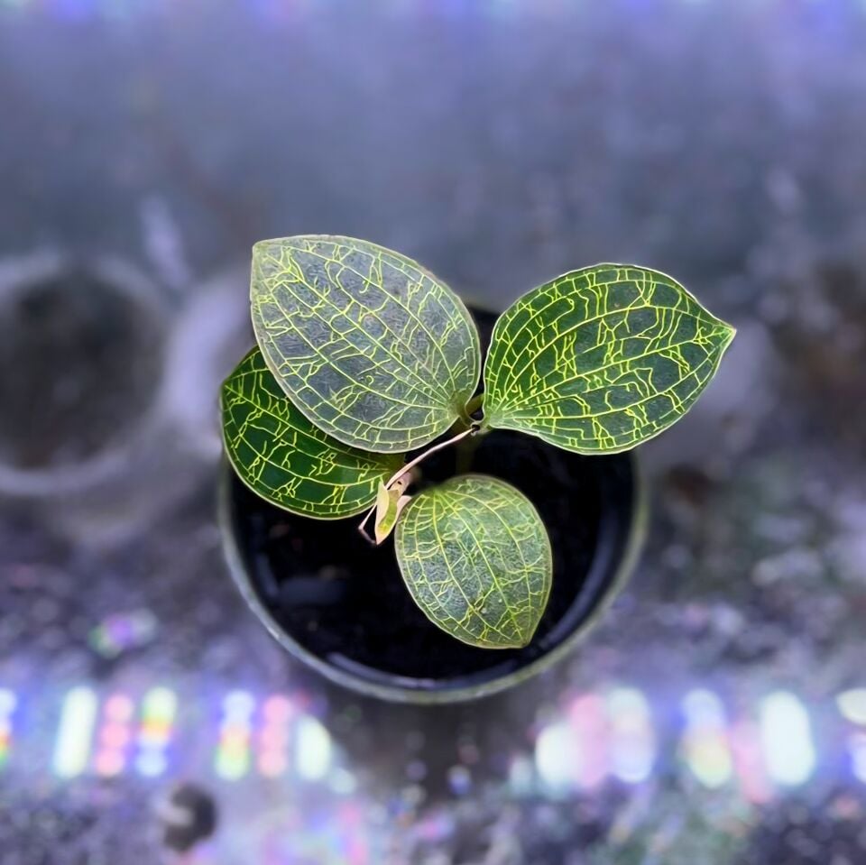 Jewel Orchid (Macodes petola) 