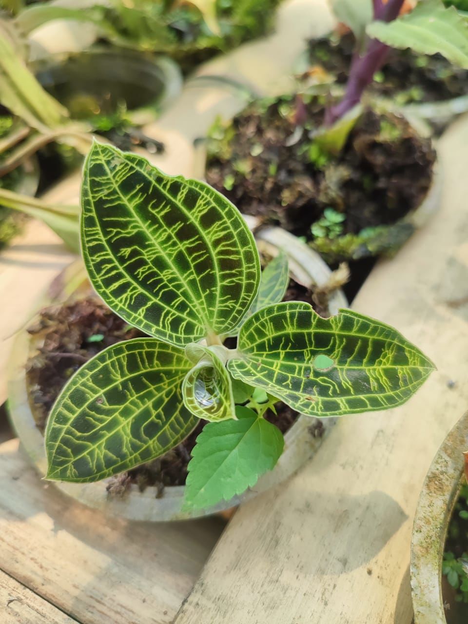 Jewel Orchid (Macodes petola) ADET ÖN SİPARİŞ