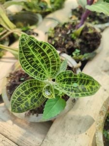 Jewel Orchid (Macodes petola)