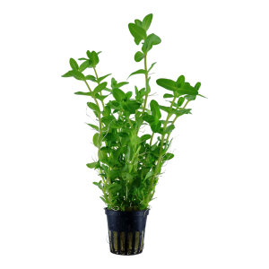 Tropica - Bacopa caroliniana SAKSI