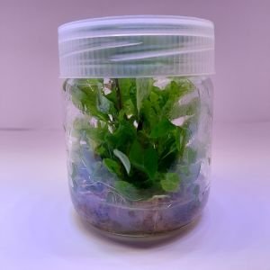 Hygrophila corymbosa (Limon) IN VITRO JAR (KAVANOZ)