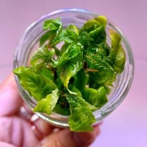 Hygrophila corymbosa (Limon) IN VITRO JAR (KAVANOZ)