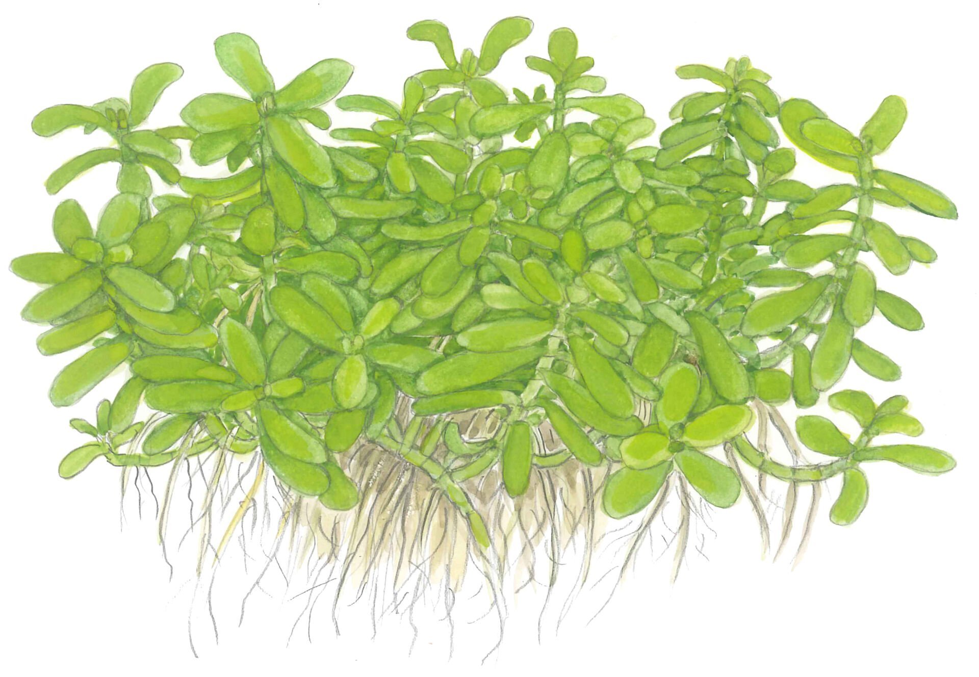 Tropica - Bacopa monnieri 'Compact' SAKSI