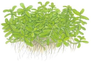 Tropica - Bacopa monnieri 'Compact' SAKSI
