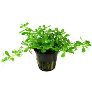 Tropica - Bacopa monnieri Compact SAKSI