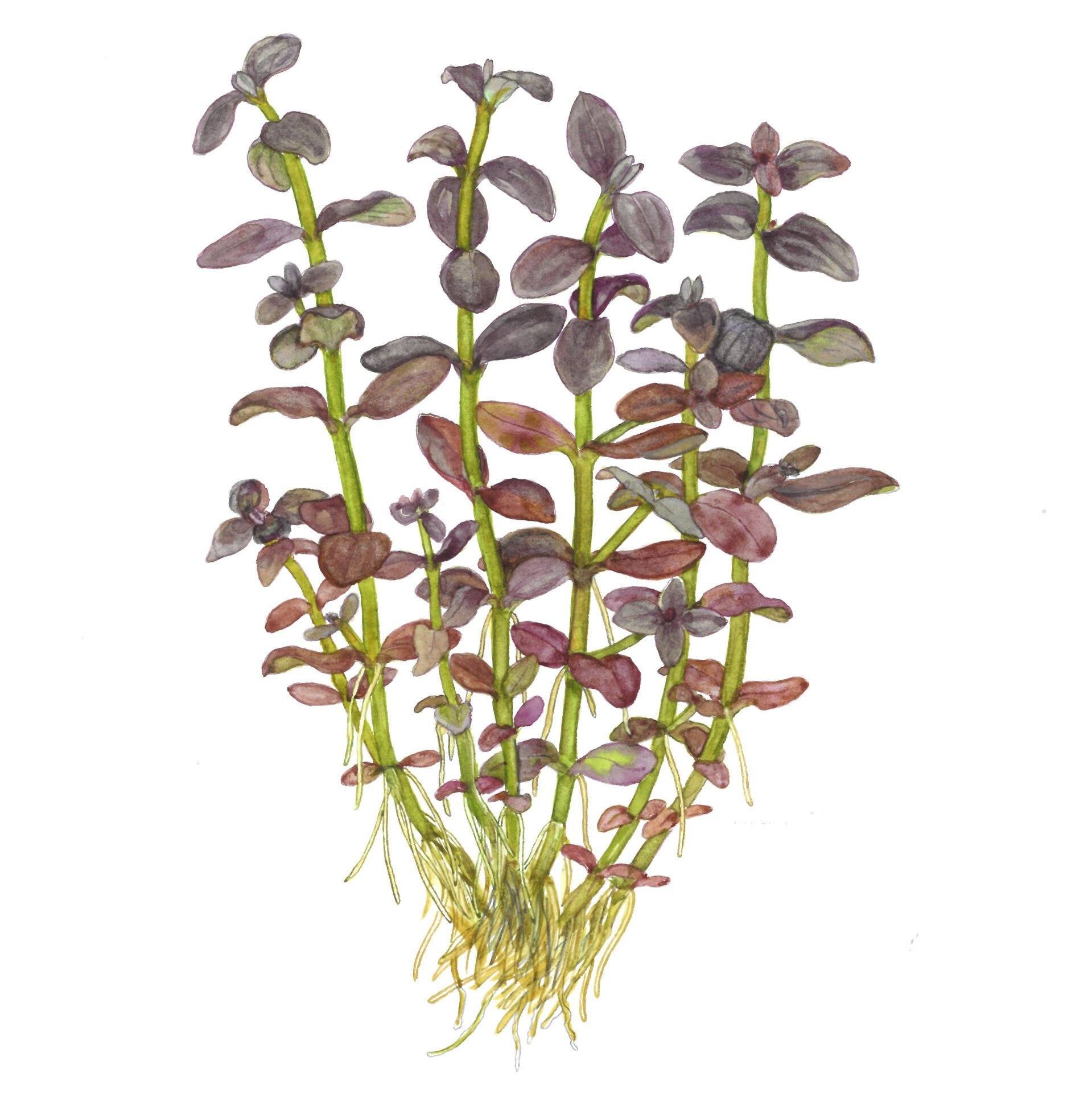 Tropica - Bacopa salzmannii 'Purple' SAKSI
