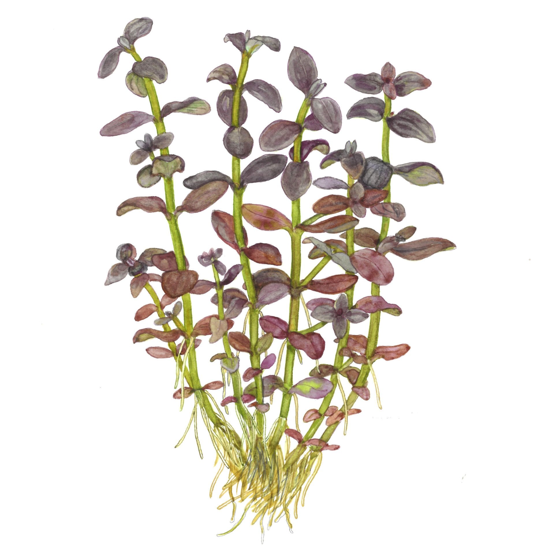 Tropica - Bacopa salzmannii Purple SAKSI