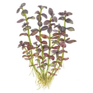 Tropica - Bacopa salzmannii Purple SAKSI