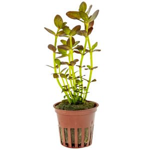 Tropica - Bacopa salzmannii Purple SAKSI