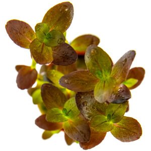 Tropica - Bacopa salzmannii Purple SAKSI