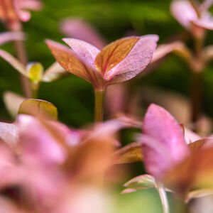 Tropica - Bacopa salzmannii Purple SAKSI