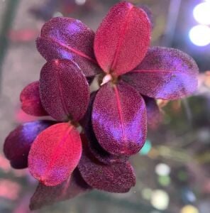 Bucephalandra brownie helena round ADET