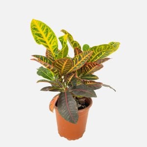 Croton multicolor ADET ÖN SİPARİŞ