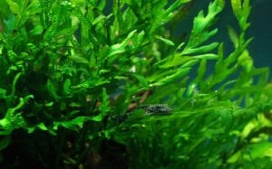 Tropica - Bolbitis heudelotii SAKSI