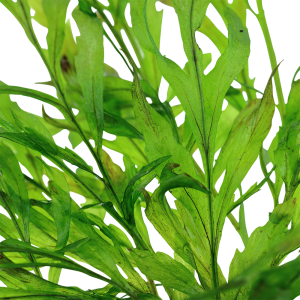 Tropica - Bolbitis heudelotii SAKSI