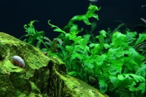 Tropica - Bolbitis heudelotii SAKSI