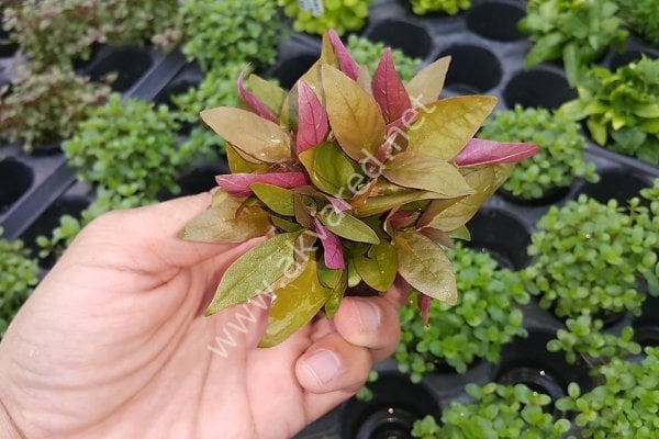 Alternanthera reineckii lilacina ADET