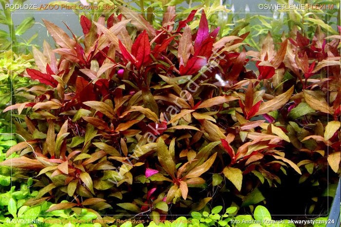 Alternanthera reineckii lilacina ADET
