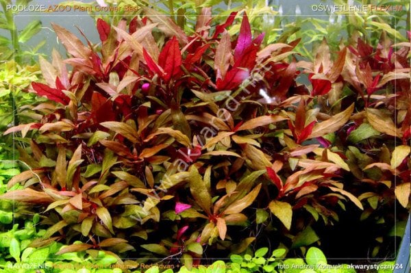 Alternanthera reineckii lilacina ADET