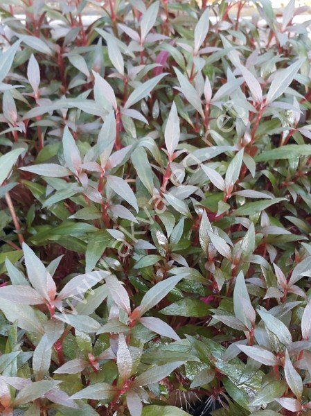 Alternanthera reineckii mini SAKSI