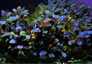 Akvared -Bucephalandra deep purple ADET İTHAL