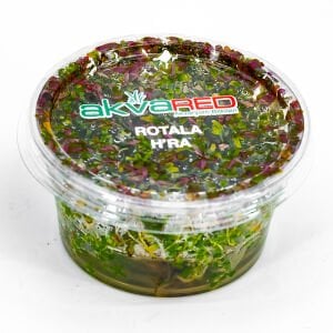 Rotala Hra IN VITRO