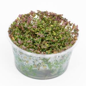 Rotala Hra IN VITRO