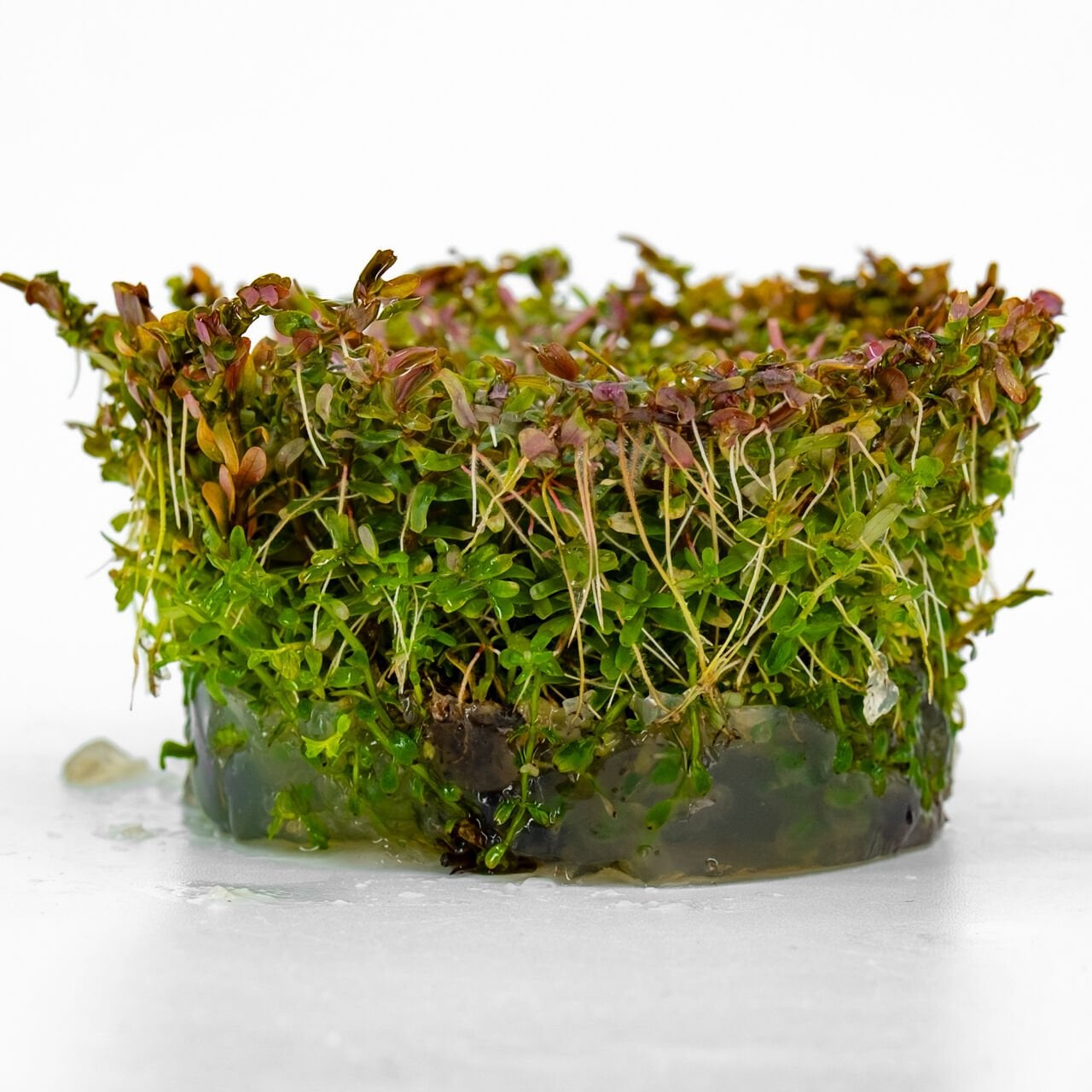 Rotala Hra IN VITRO