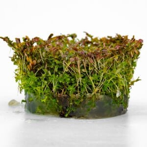 Rotala Hra IN VITRO