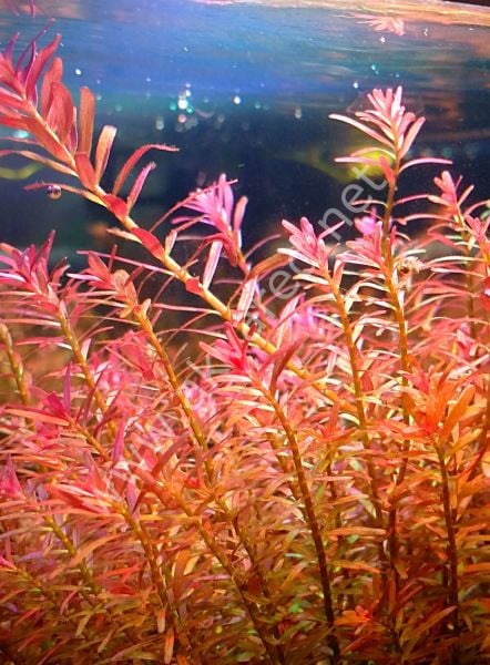 Rotala Hra IN VITRO