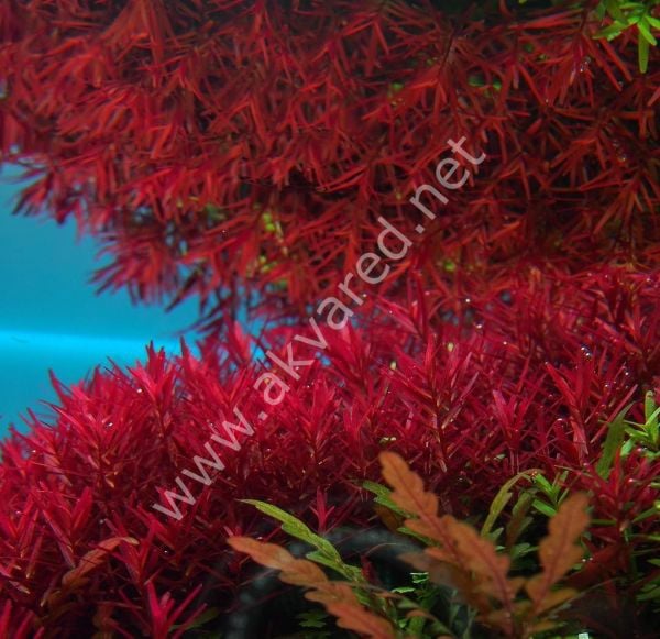 Rotala Hra IN VITRO
