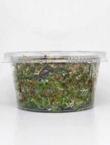 Rotala H'ra IN VITRO CUP