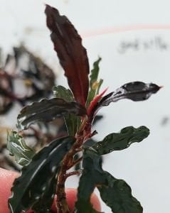Bucephalandra godzilla ADET