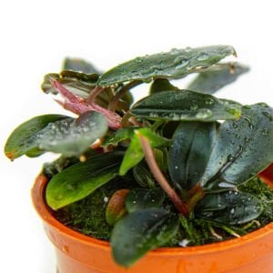 Tropica - Bucephalandra sordidula Blue SAKSI