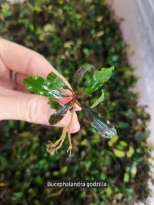 Bucephalandra godzilla ADET 