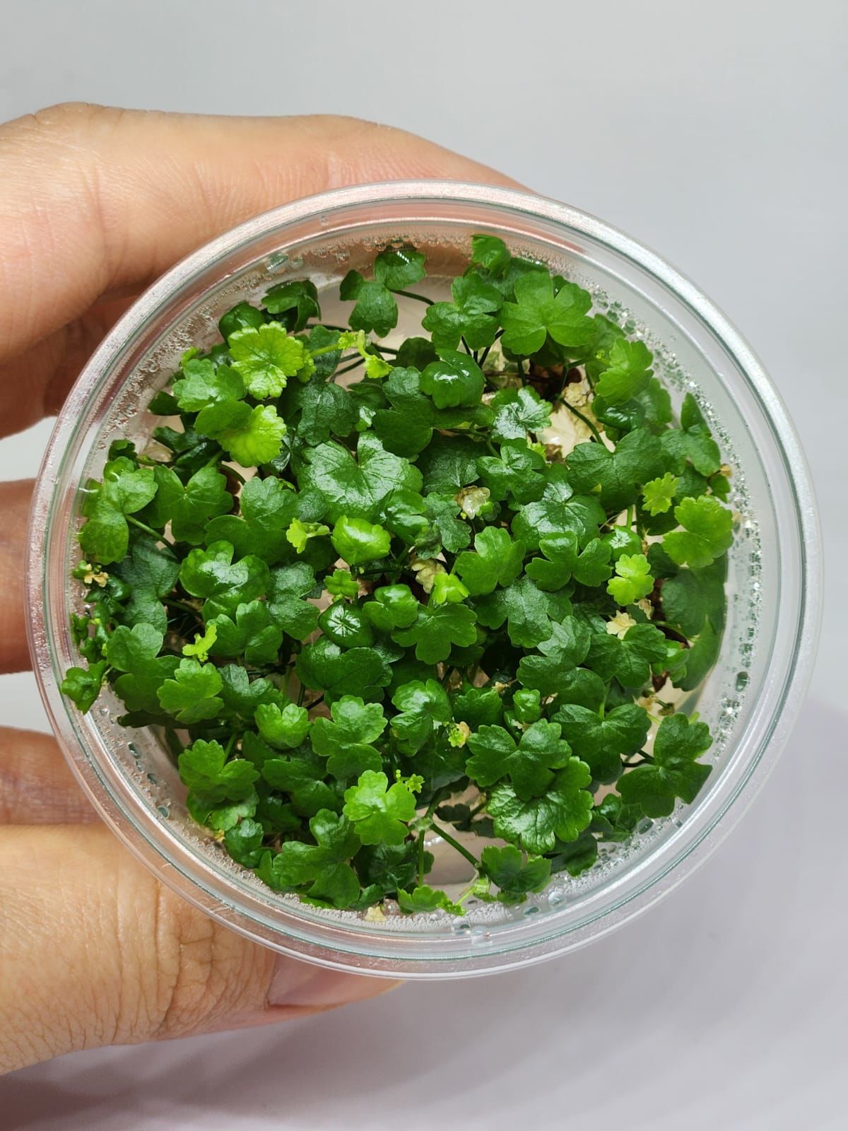 Hydrocotyle tripartita / sp. Japan IN VITRO CUP