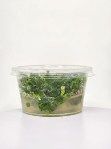 Hydrocotyle tripartita / sp. Japan IN VITRO CUP