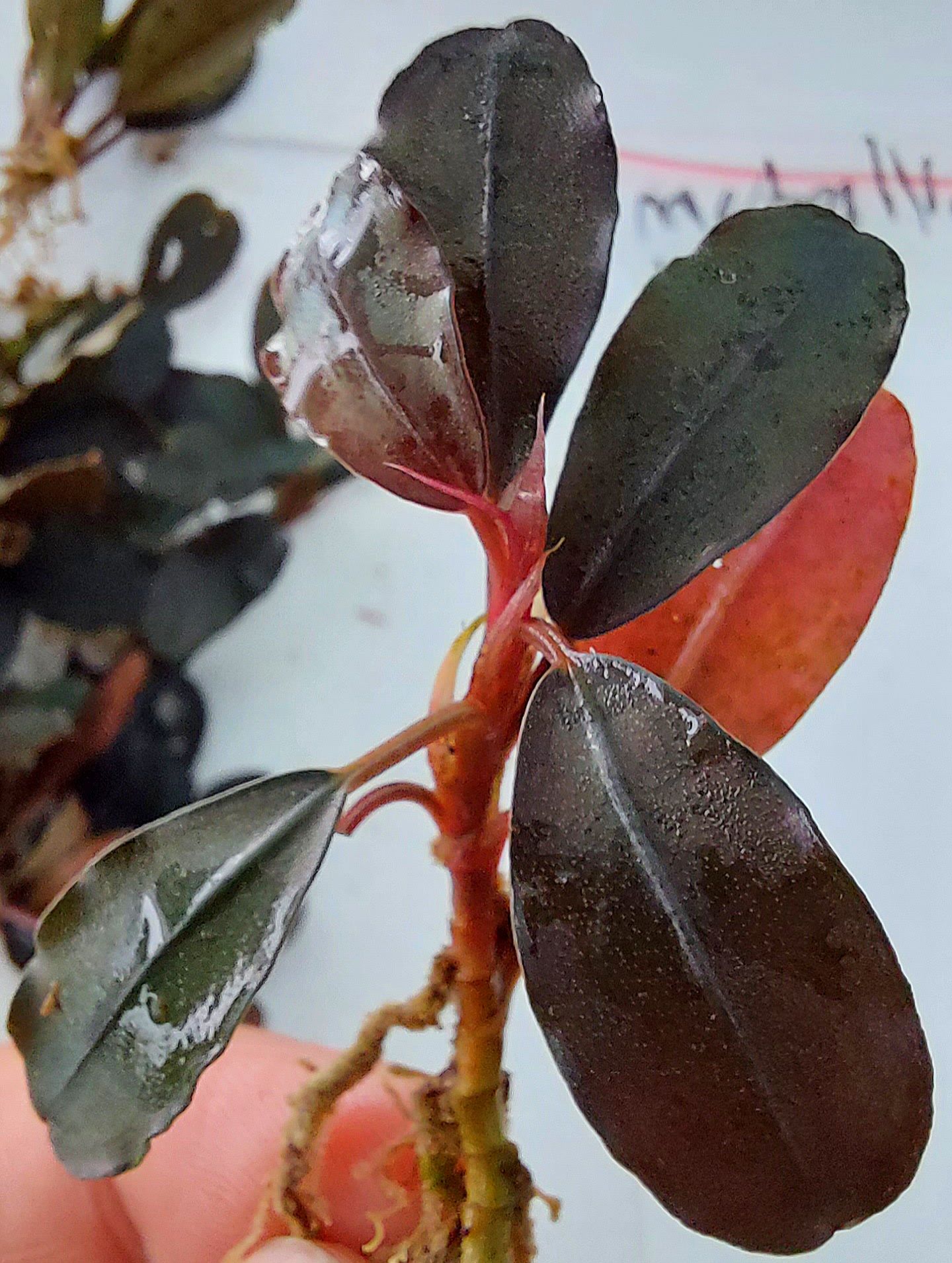 Bucephalandra metallic blue silat ADET