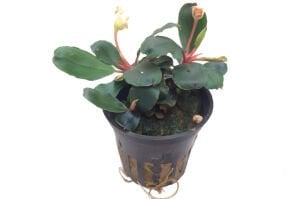 Tropica - Bucephalandra sp. 'Red' SAKSI