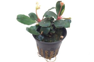 Tropica - Bucephalandra sp. Red SAKSI