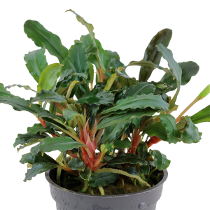 Tropica - Bucephalandra sp. 'Red' SAKSI