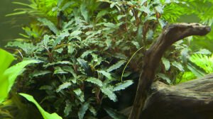 Tropica - Bucephalandra sp. Red SAKSI
