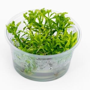 Pogostemon helferi IN VITRO CUP